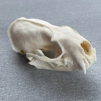 Real Taxidermy Mink Skull