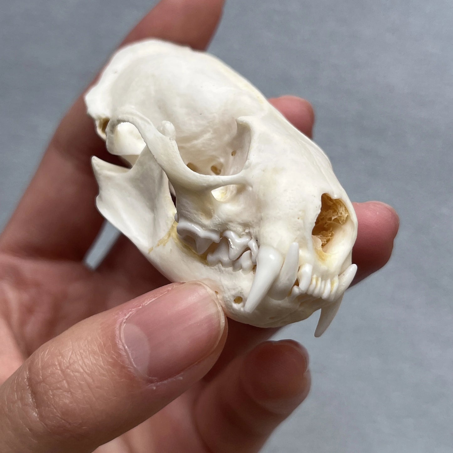 Real Taxidermy Mink Skull